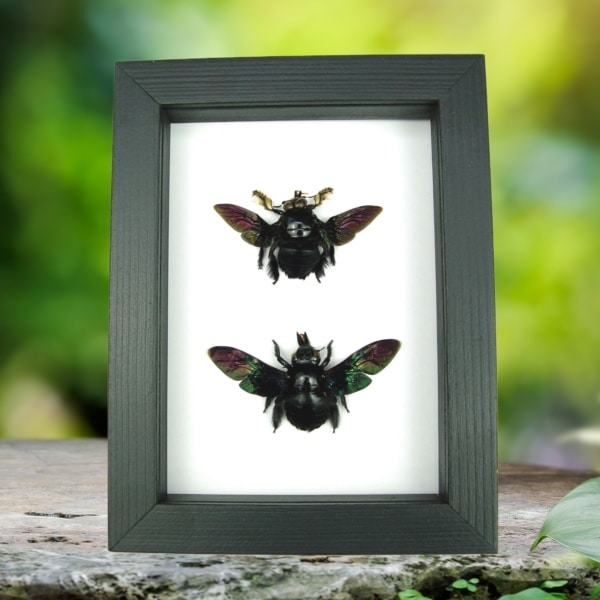 Xylocopa latipes Pair Rainbow Bee Set Real Framed Taxidermy Classic Black Display