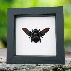 Xylocopa latipes Female Rainbow Bee Real Framed Taxidermy Classic Black Display