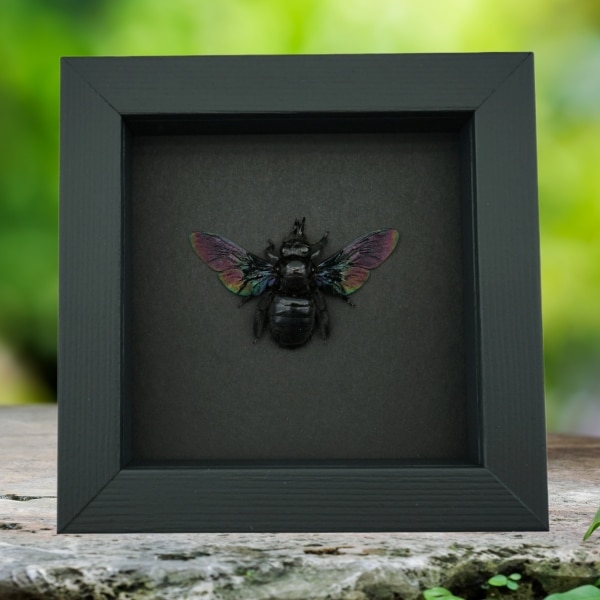 Xylocopa latipes Female Rainbow Bee Real Framed Taxidermy Moonlight Display