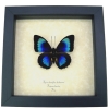 Rare Electric Blue Green Hybrid Butterfly Agrias beatifica lachaumei Prepona laertes Framed Display