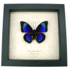 Rare Electric Blue Green Hybrid Butterfly Framed Taxidermy Display