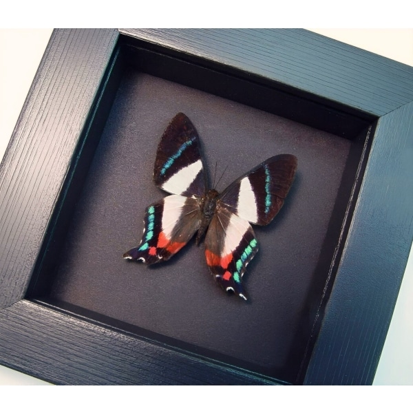 Frilled Majestic Butterfly Ancyluris formosissima Framed Taxidermy Moonlight Display