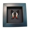 Frilled Majestic Butterfly Ancyluris formosissima Framed Taxidermy Moonlight Display