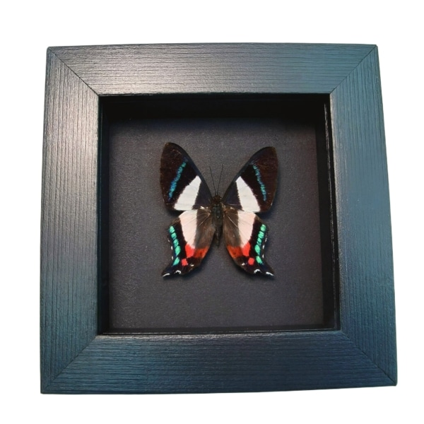 Frilled Majestic Butterfly Ancyluris formosissima Framed Taxidermy Moonlight Display