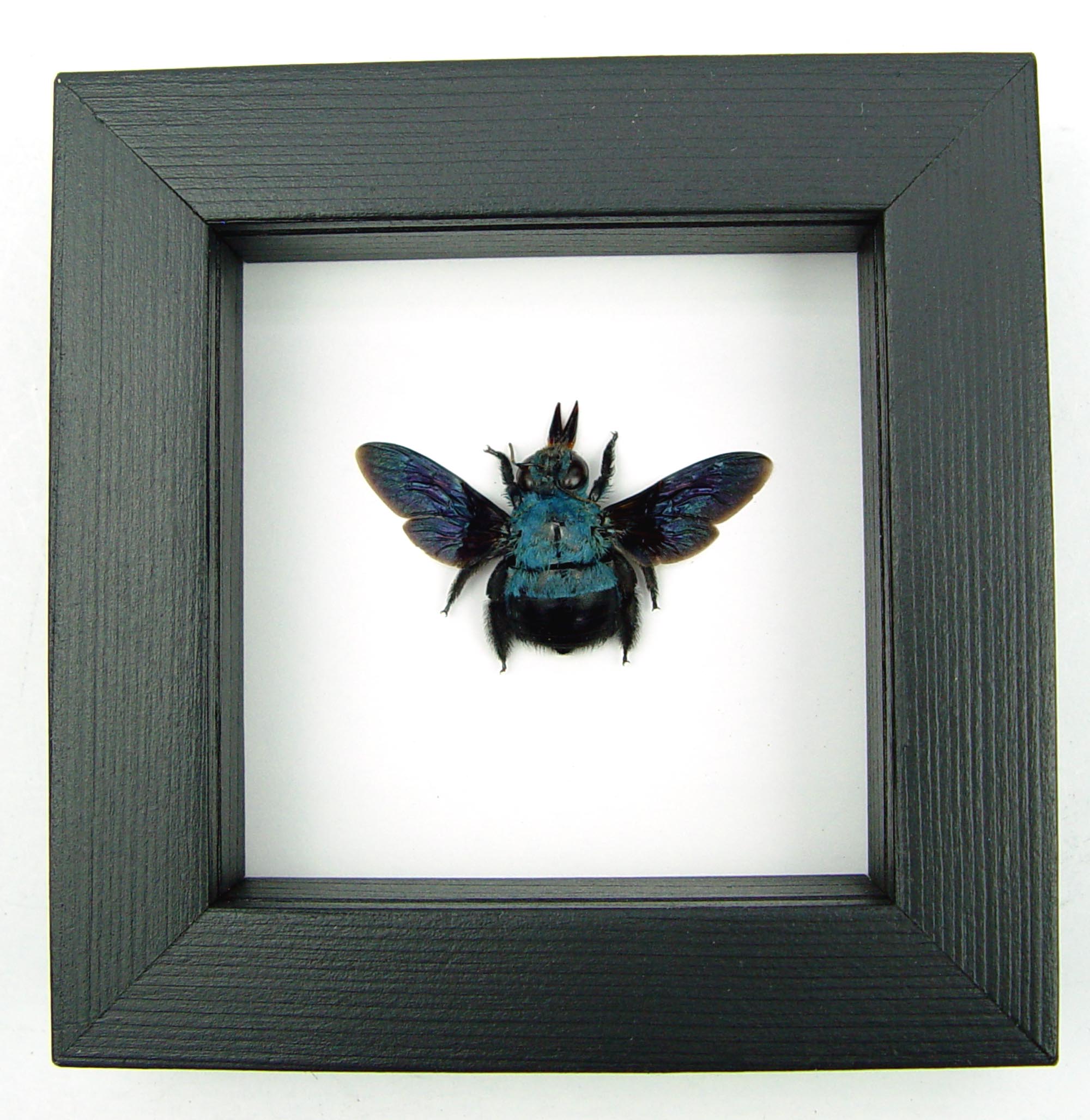 Blue Carpenter Bee (Xylocopa Caerulea) Real Insect In Deep Shadow Box Frame - Taxidermy Display
