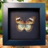 Leopard Lacewing Butterfly Cethosia cyane verso Framed Taxidermy Moonlight Display