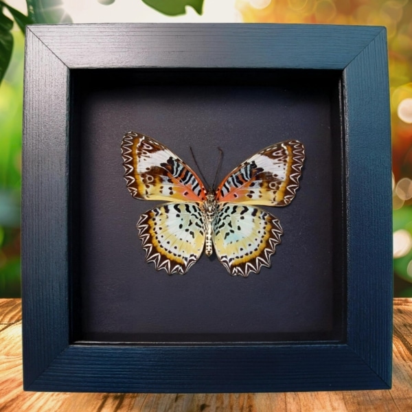 Leopard Lacewing Butterfly Cethosia cyane verso Framed Taxidermy Moonlight Display