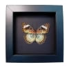 Leopard Lacewing Butterfly Cethosia cyane verso Framed Taxidermy Moonlight Display