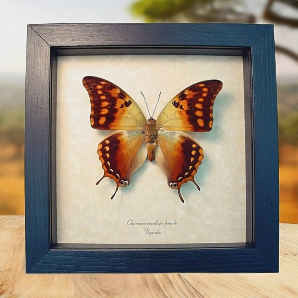Charaxes candiope Female African Dagger Tail Butterfly Framed Taxidermy Display Charaxes candiope Female African Dagger Tail Butterfly Framed Taxidermy Display