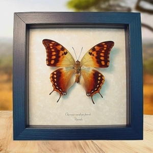 Charaxes candiope Female African Dagger Tail Butterfly Framed Taxidermy Display