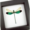 Neurobasis chinensis Emerald Green Damselfly Classic Black Display