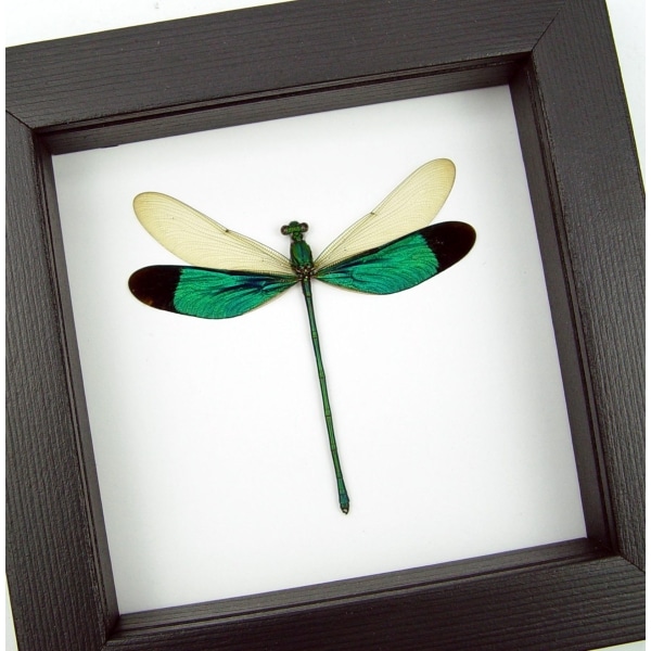 Neurobasis chinensis Emerald Green Damselfly Classic Black Display