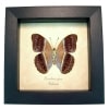 Pink Harlequin Butterfly Cirrochroa regina verso Framed Taxidermy Display