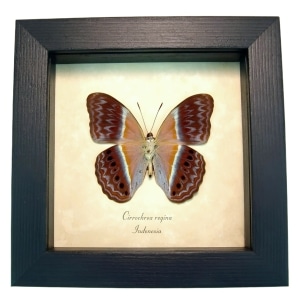 Pink Harlequin Butterfly Cirrochroa regina verso Framed Taxidermy Display