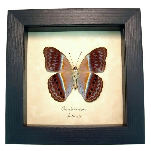 Pink Harlequin Butterfly Cirrochroa regina verso Framed Taxidermy Display