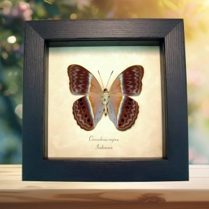 Pink Harlequin Butterfly Cirrochroa regina verso Framed Taxidermy Display