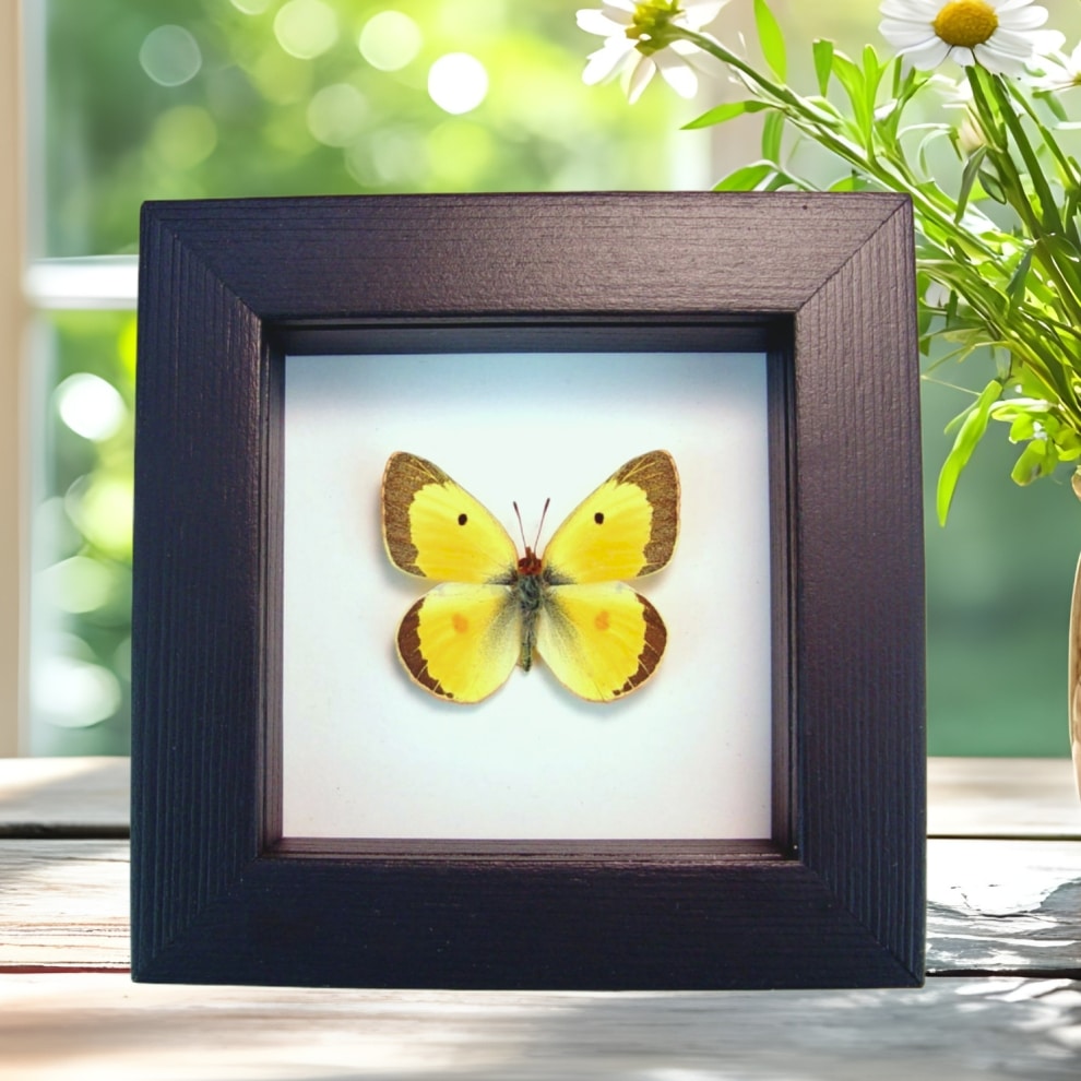 Orange clouded sulphur Butterfly Colias philodice Framed Taxidermy Classic Black Display