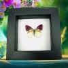 Real Framed Purple Butterfly Colotis zoe Taxidermy Classic Black Display