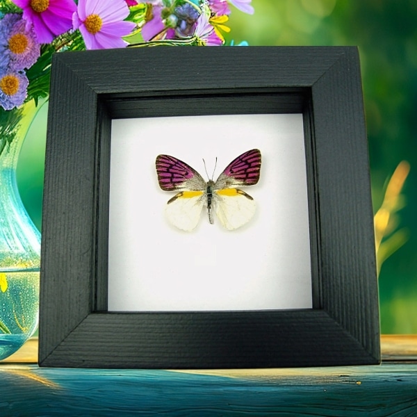 Real Framed Purple Butterfly Colotis zoe Taxidermy Classic Black Display