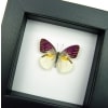 Madagascar Forest Butterfly Colotis zoe Framed Taxidermy Classic Black Display