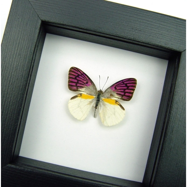 Madagascar Forest Butterfly Colotis zoe Framed Taxidermy Classic Black Display