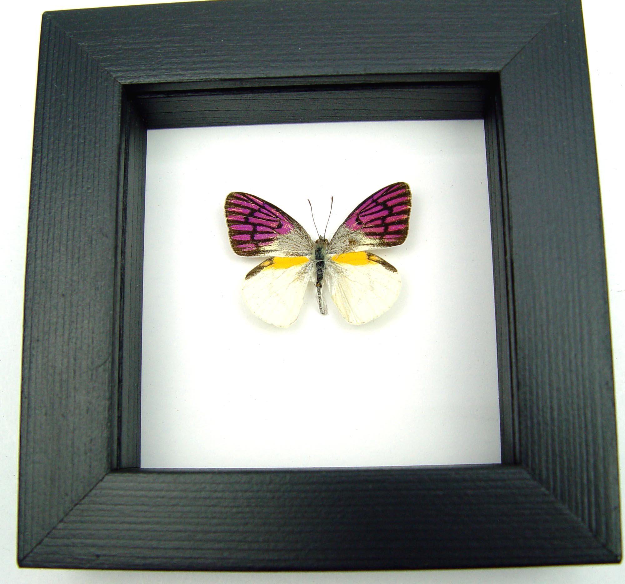 Rare Colotis zoe Butterfly Purple Fuchsia Madagascar Forest