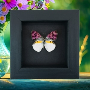 Real Framed Purple Butterfly Colotis zoe Taxidermy Moonlight Display