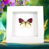 Real Framed Purple Butterfly Colotis zoe Taxidermy Vibrant White Display