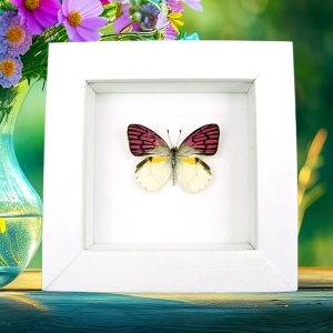 Real Framed Purple Butterfly Colotis zoe Taxidermy Vibrant White Display