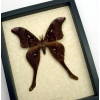 Coscinocera hercules Male Giant Rare Hercules Moth Framed Taxidermy Display ooak