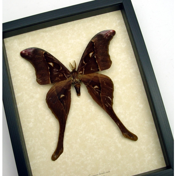 Coscinocera hercules Male Giant Rare Hercules Moth Framed Taxidermy Display ooak