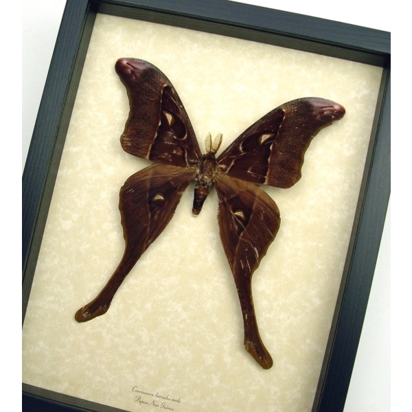 Coscinocera hercules Male 7" Wingspan Giant Rare Hercules Moth Framed Taxidermy Display