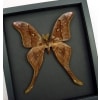 Coscinocera hercules Male 7" Wingspan Giant Rare Hercules Moth Framed Taxidermy Moonlight Display