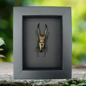 Real Framed Bonze Stag Beetle Cyclommatus metallifer Taxidermy Moonlight Display
