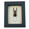 Framed Bronze Stag Beetle Cyclommatus metallifer 46mm Taxidermy Display