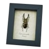 Framed Bronze Stag Beetle Cyclommatus metallifer 46mm Taxidermy Display