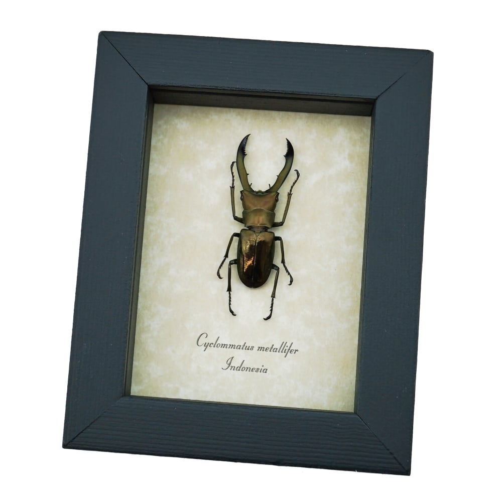 Framed Bronze Stag Beetle Cyclommatus metallifer 46mm Taxidermy Display