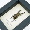 Framed Bronze Stag Beetle Cyclommatus metallifer 46mm Taxidermy Display