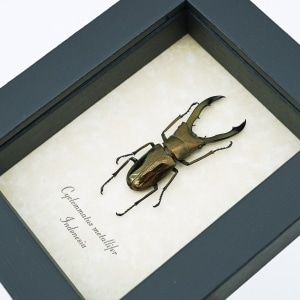 Framed Bronze Stag Beetle Cyclommatus metallifer 46mm Taxidermy Display