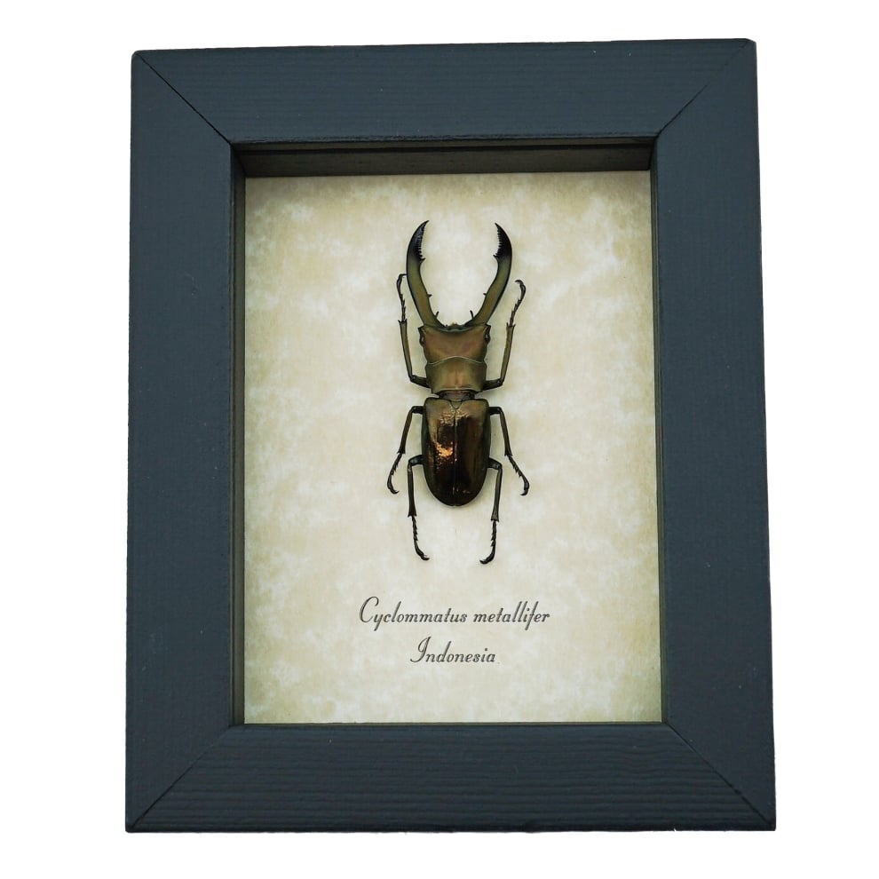 Framed Bronze Stag Beetle Cyclommatus metallifer 46mm Taxidermy Display