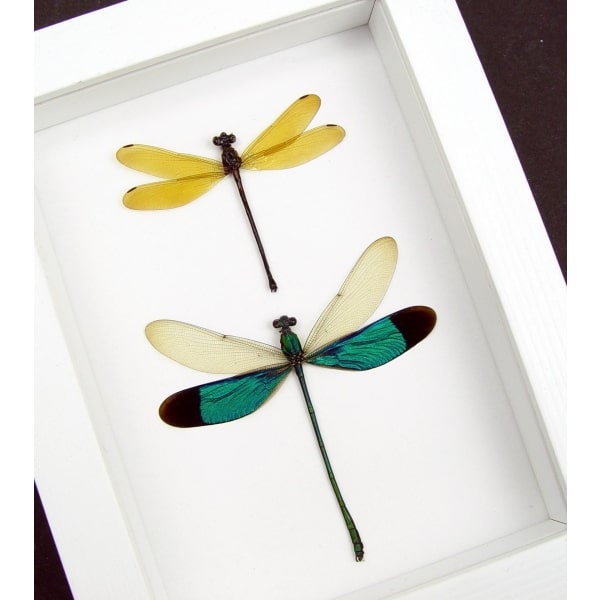 Emerald Green Golden Damselfly Set Framed Vibrant White Display