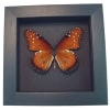 Danaus gilippus Queen Butterfly Real Framed Insect Moonlight Display