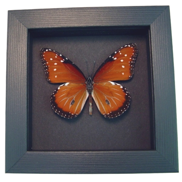 Danaus gilippus Queen Butterfly Real Framed Insect Moonlight Display