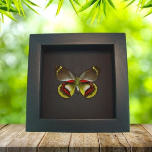 Delias joiceyi Rare Framed Australian Butterfly Taxidermy Moonlight Display