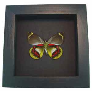 Delias joiceyi Rare Framed Australian Butterfly Taxidermy Moonlight Display