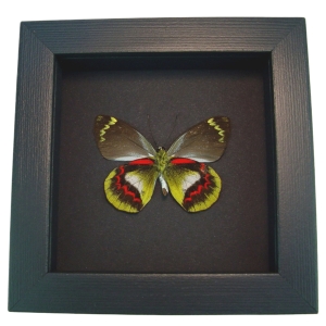 Delias joiceyi Rare Framed Australian Butterfly Taxidermy Moonlight Display