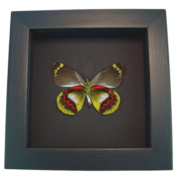 Delias joiceyi Rare Framed Australian Butterfly Taxidermy Moonlight Display