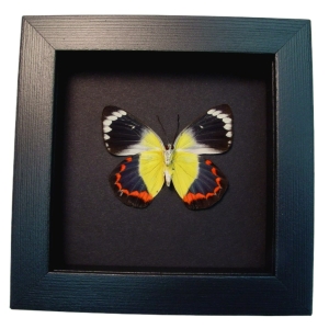 Delias timorensis moaensis verso Butterfly Real Framed Taxidermy Moonlight Display