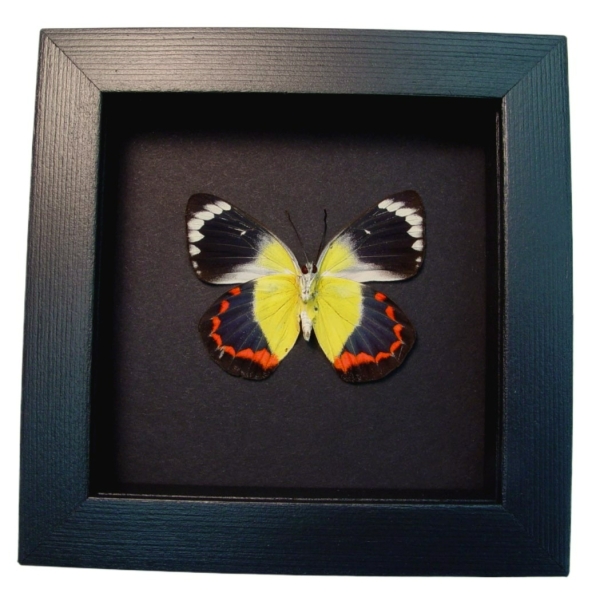 Delias timorensis moaensis verso Butterfly Real Framed Taxidermy Moonlight Display
