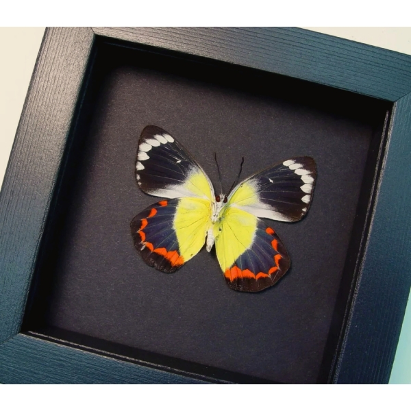 Delias timorensis moaensis verso Butterfly Real Framed Taxidermy Moonlight Display